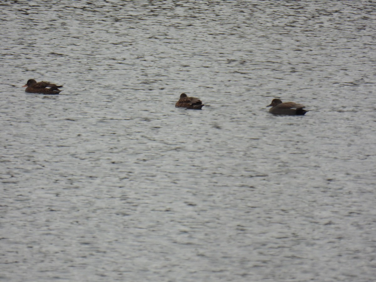 Gadwall - ML647366834