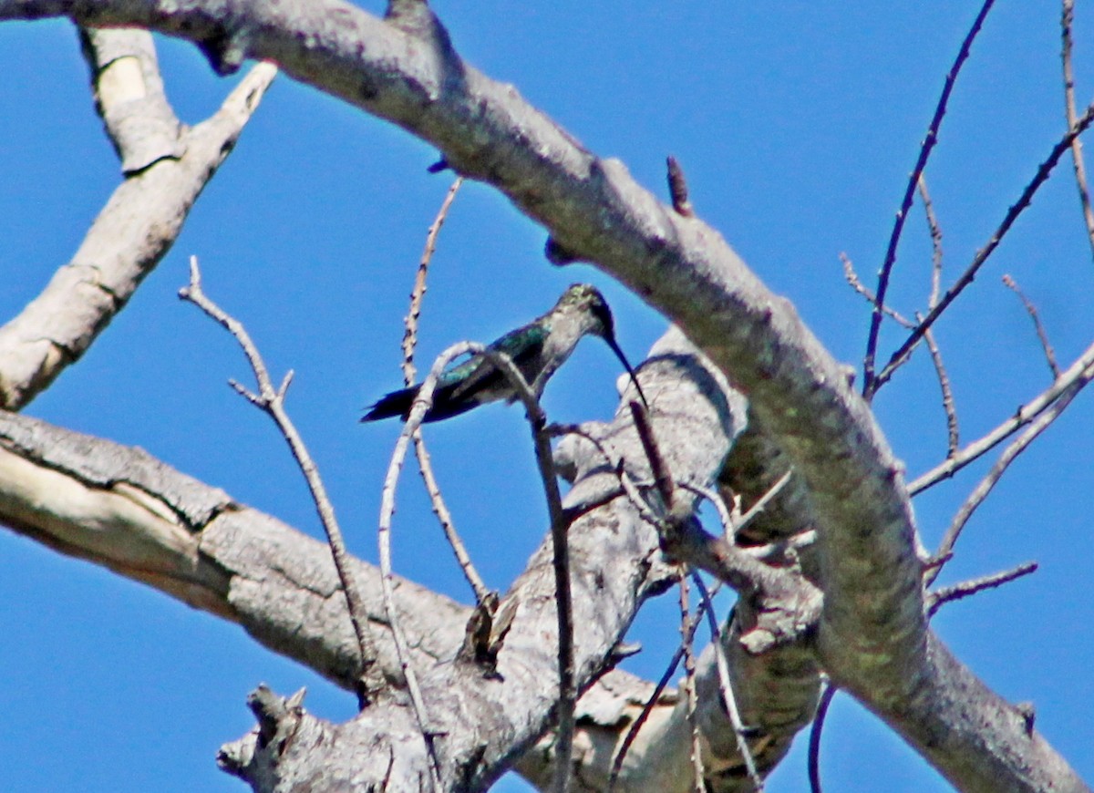 Blue-tufted Starthroat - ML647366844