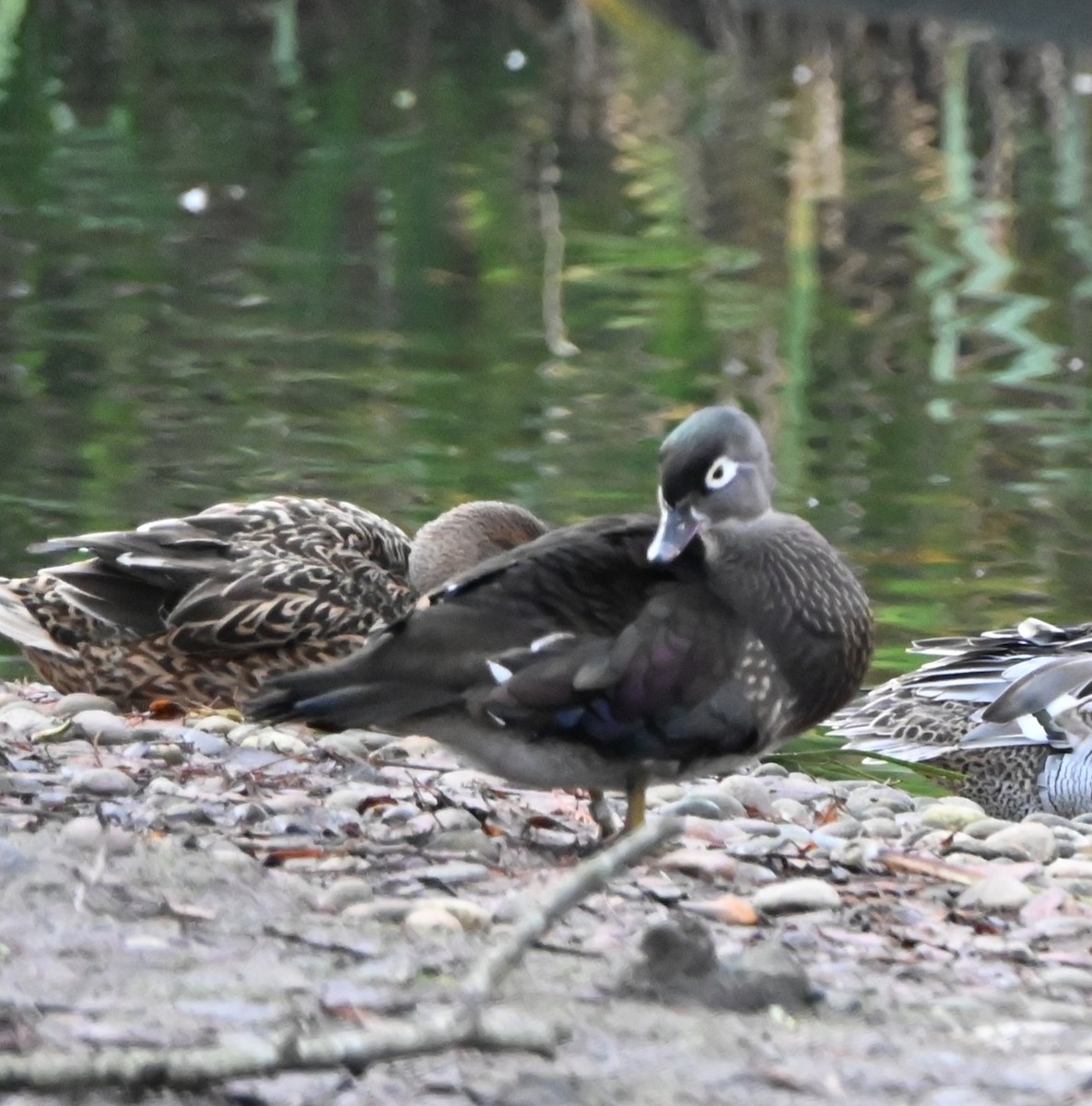 Mandarin Ördeği - ML647366850