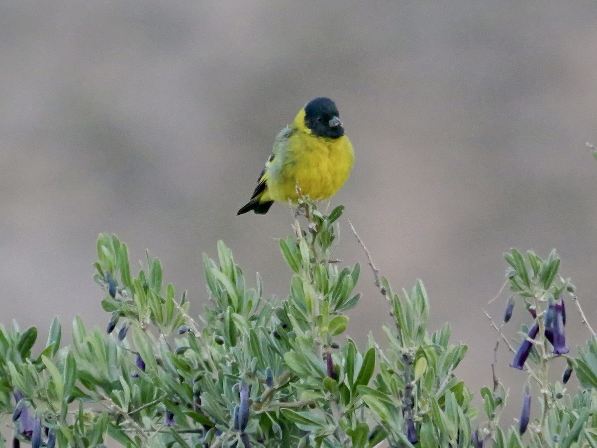 čížek jihoamerický - ML647366852