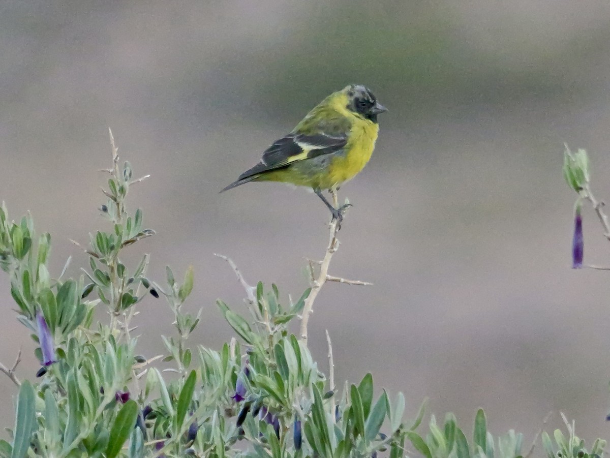 čížek jihoamerický - ML647366853