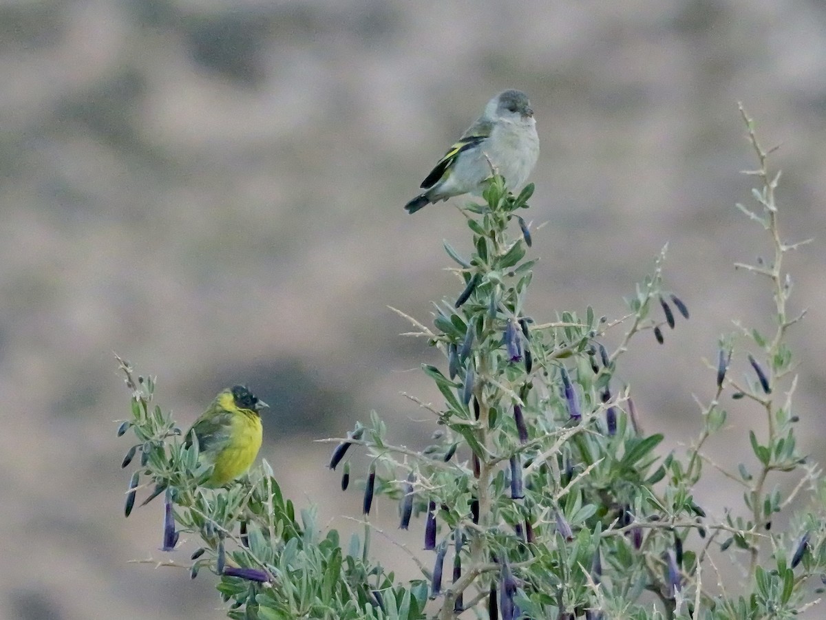 čížek jihoamerický - ML647366854