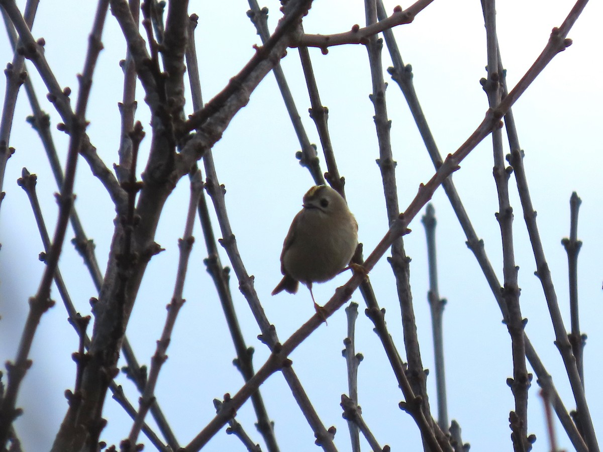 Goldcrest - ML647366855