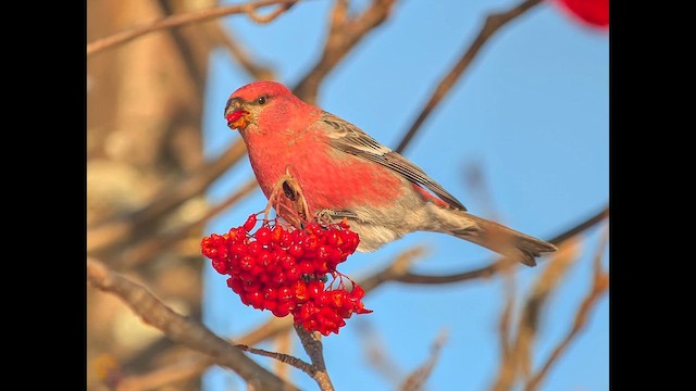 Смеречник тайговий - ML647366856