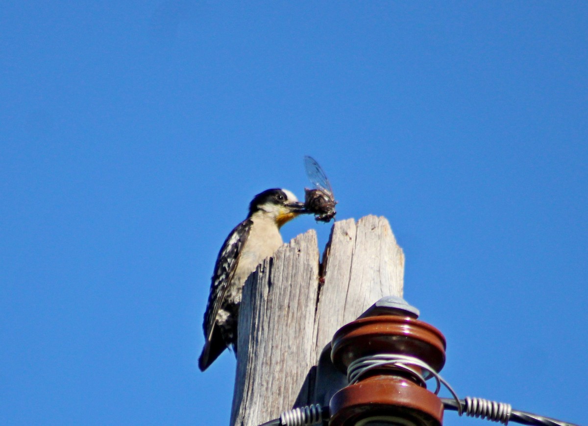 White-fronted Woodpecker - ML647366868