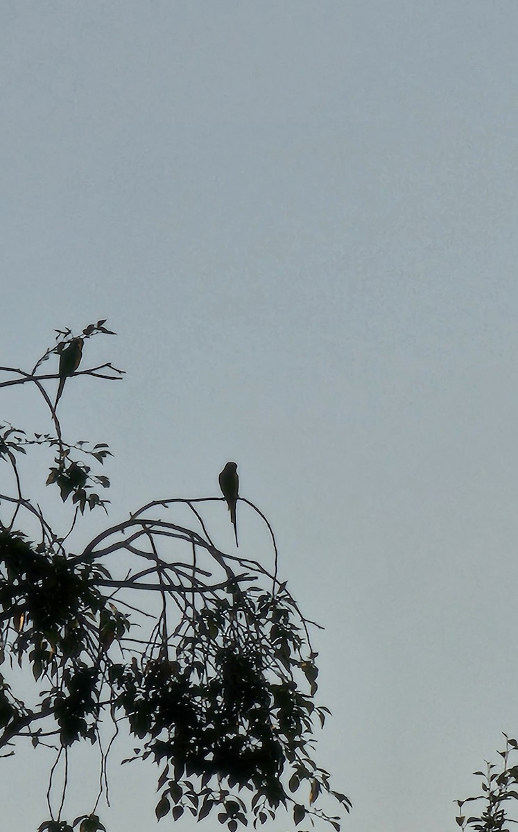 Rose-ringed Parakeet - ML647366870