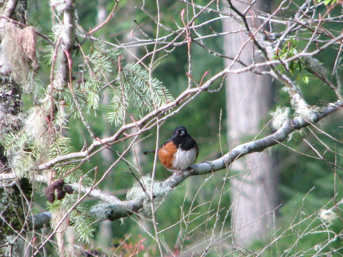 Spotted Towhee - ML647366878