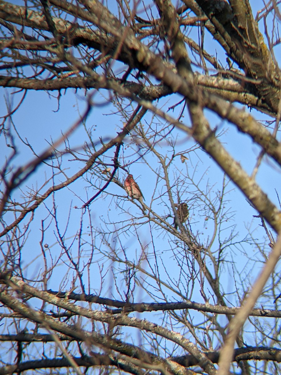 Purple Finch - ML647366879