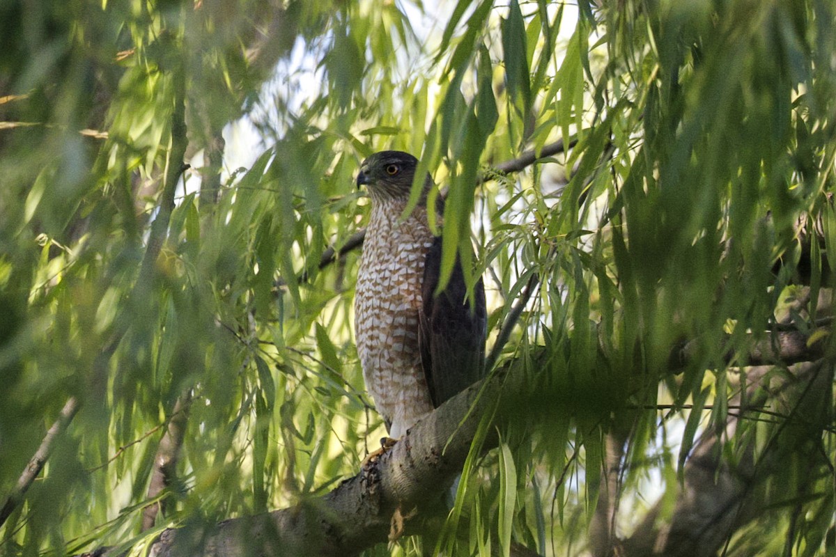 Cooper's Hawk - ML647366880