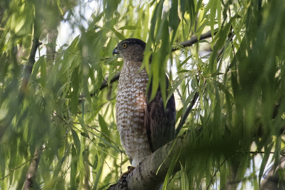 Cooper's Hawk - ML647366881