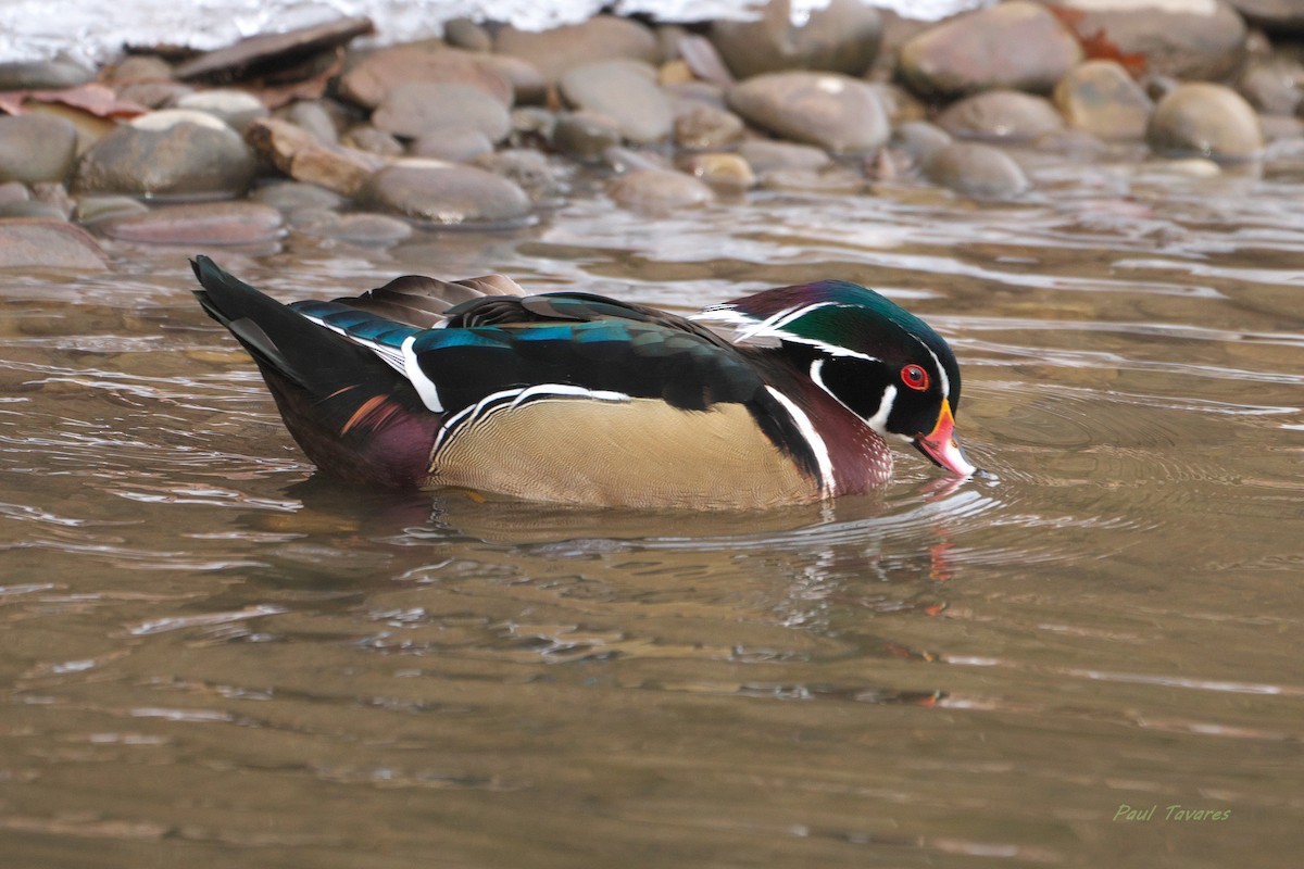 Canard branchu - ML647366882