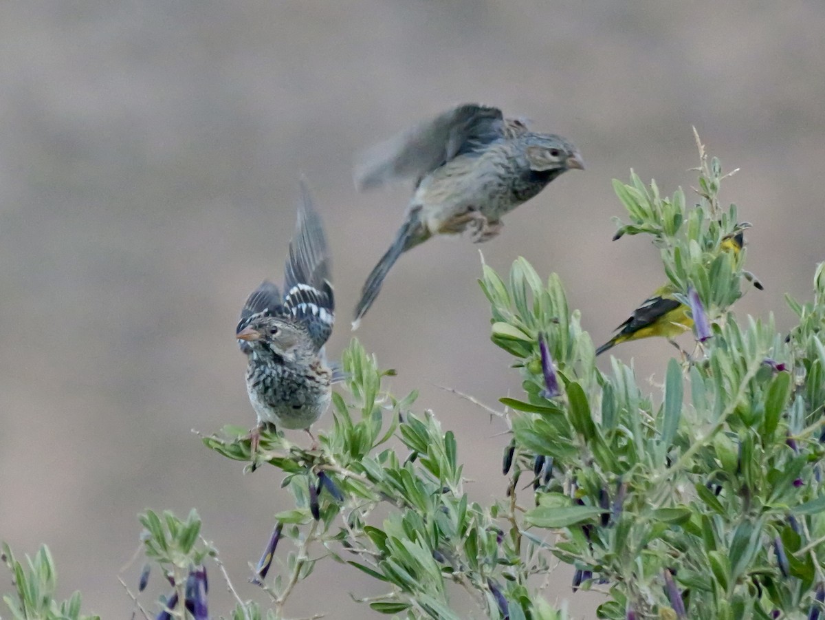 Mourning Sierra Finch - ML647366883