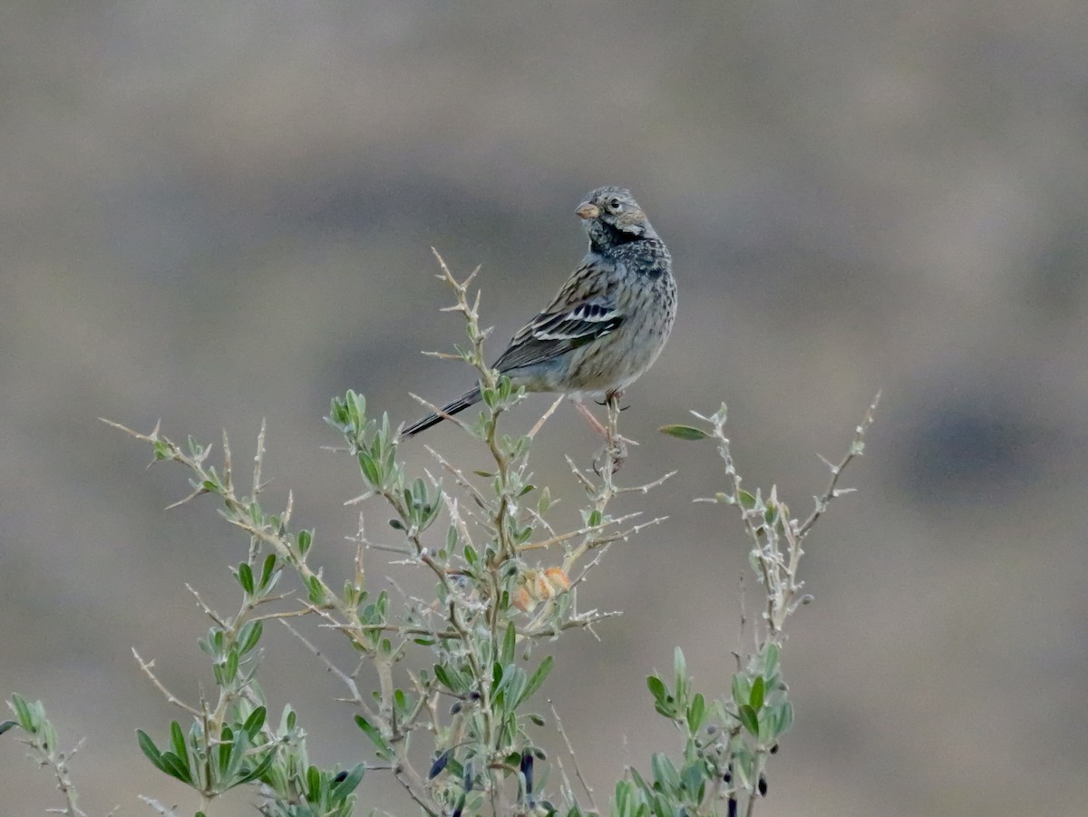 Mourning Sierra Finch - ML647366884