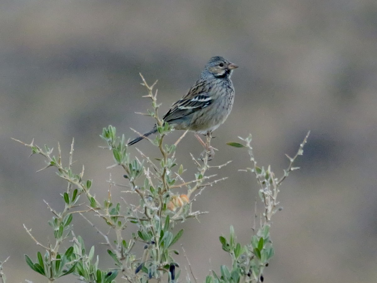 Mourning Sierra Finch - ML647366885