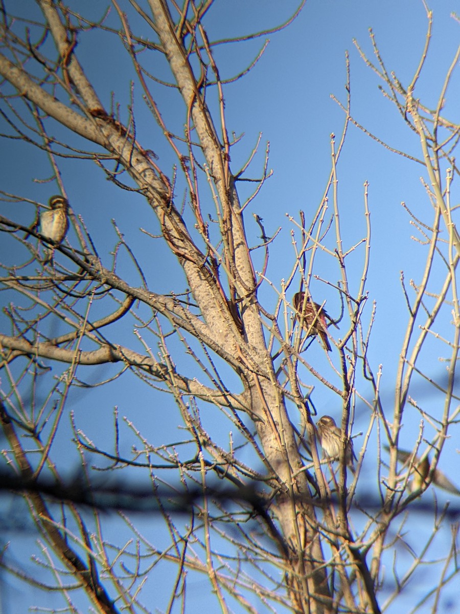 Purple Finch - ML647366888