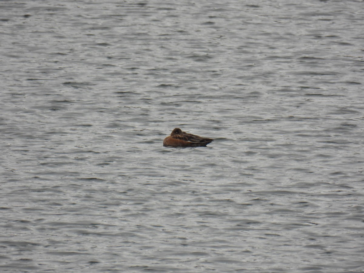 Eurasian Wigeon - ML647366889