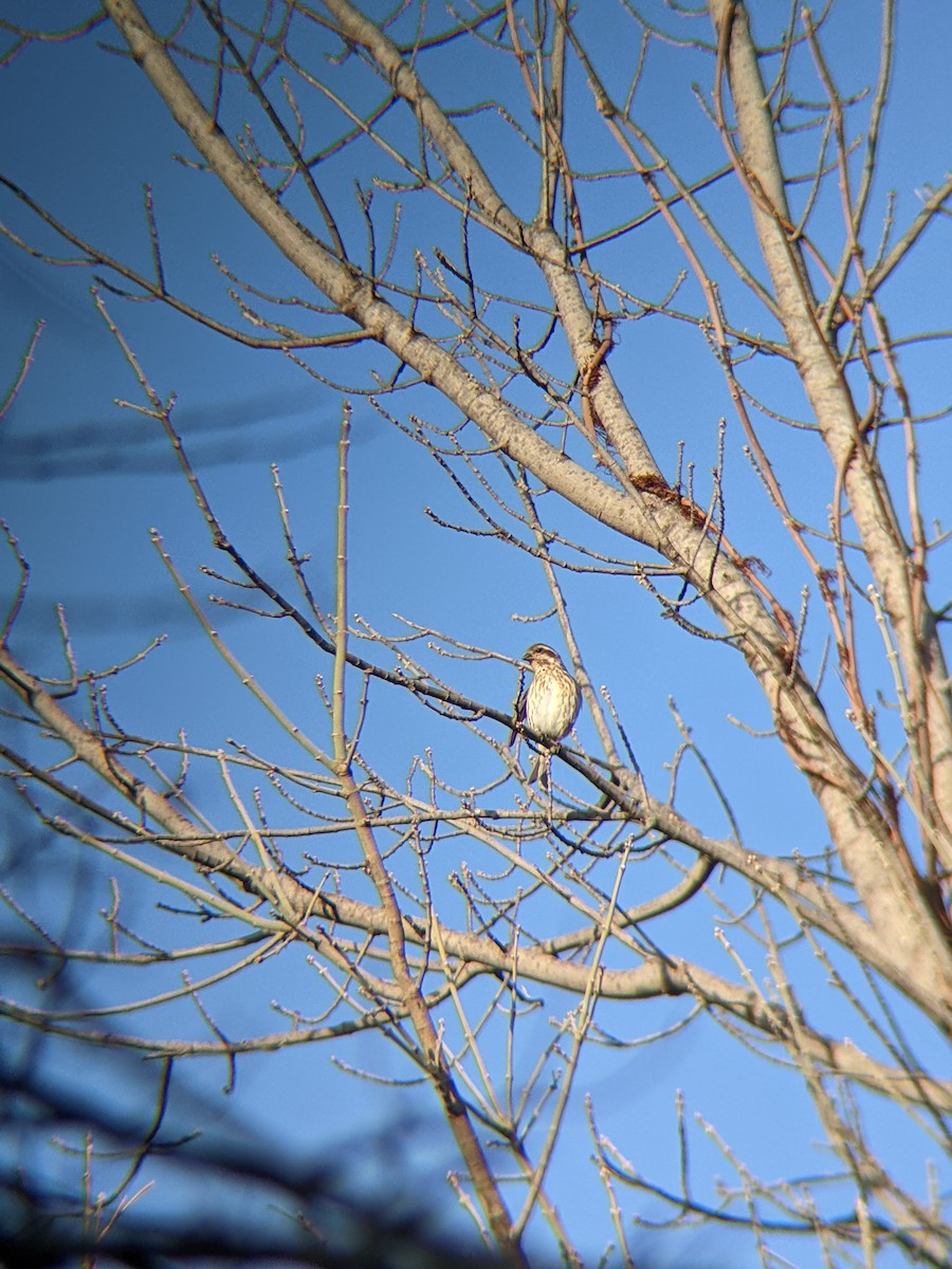 Purple Finch - ML647366893