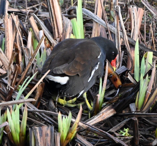 Eurasian Moorhen - ML647366894