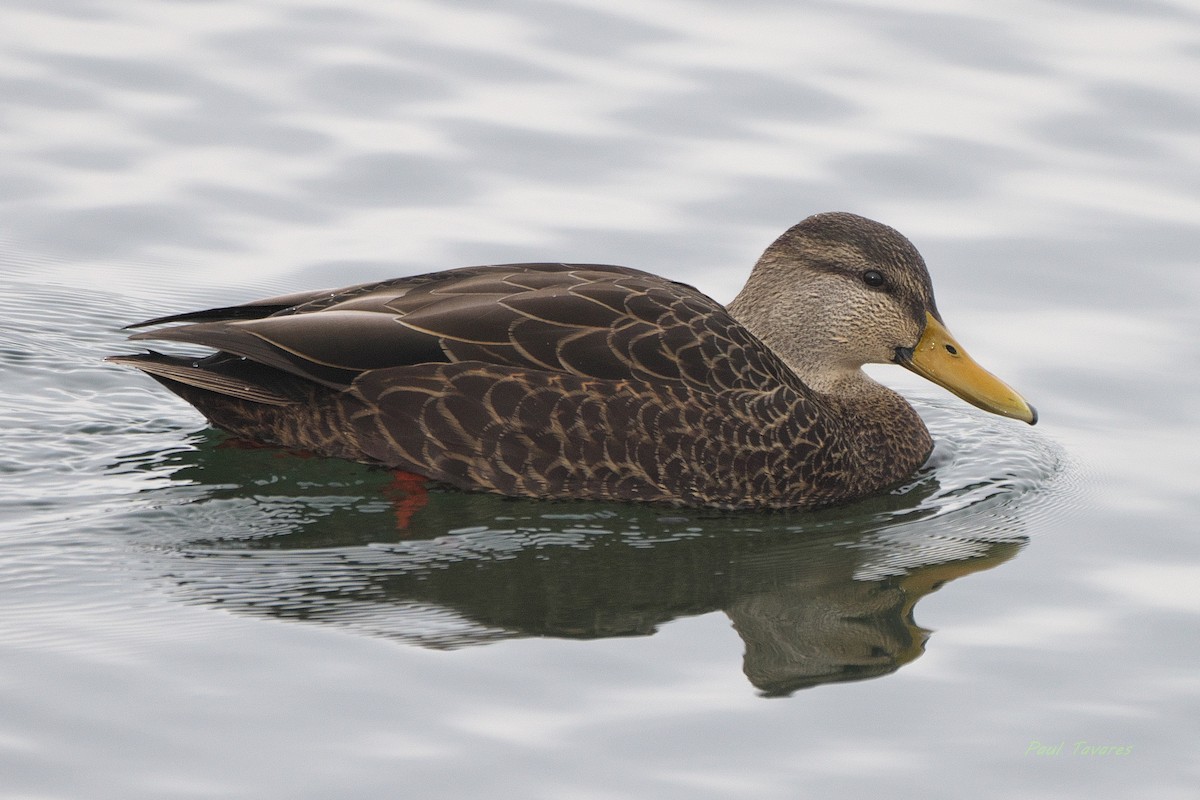 American Black Duck - ML647366896