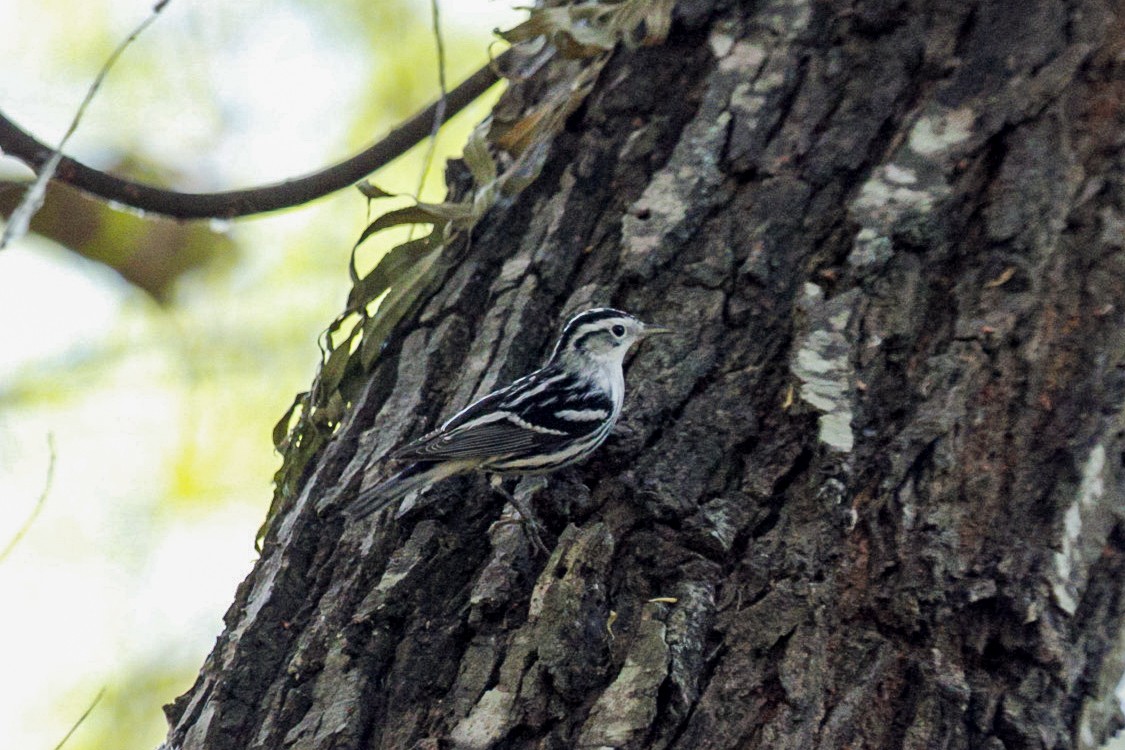 Black-and-white Warbler - ML647366903