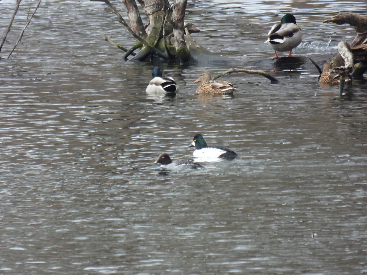 Mallard - ML647366904