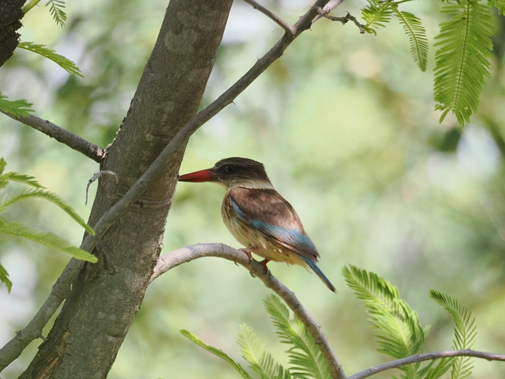 Brown-hooded Kingfisher - ML647366906