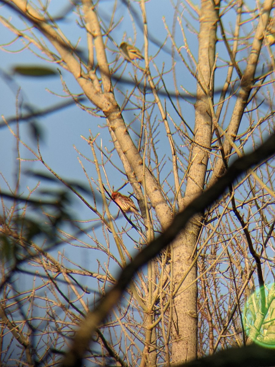 Purple Finch - ML647366910