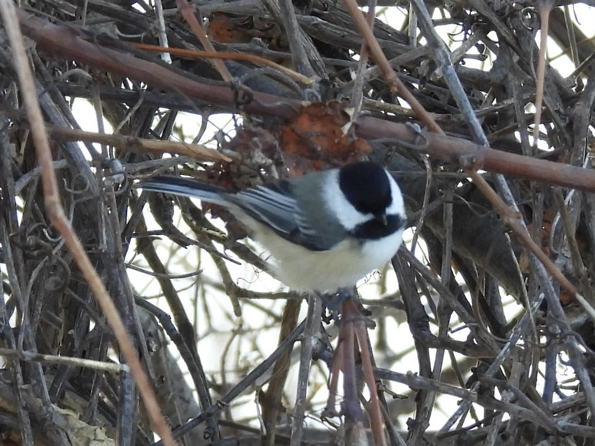 Amerika Baştankarası - ML647366911