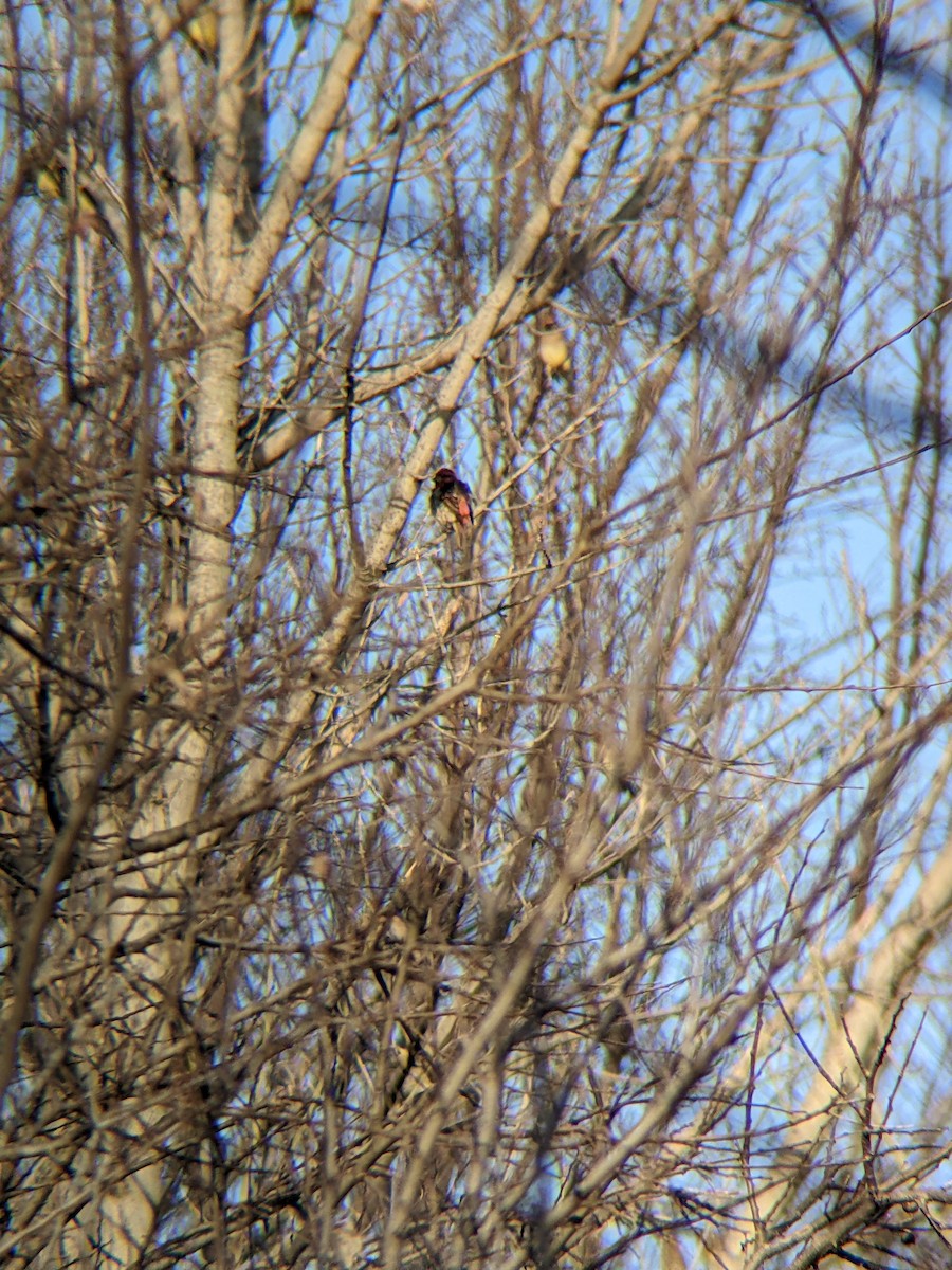 Purple Finch - ML647366922