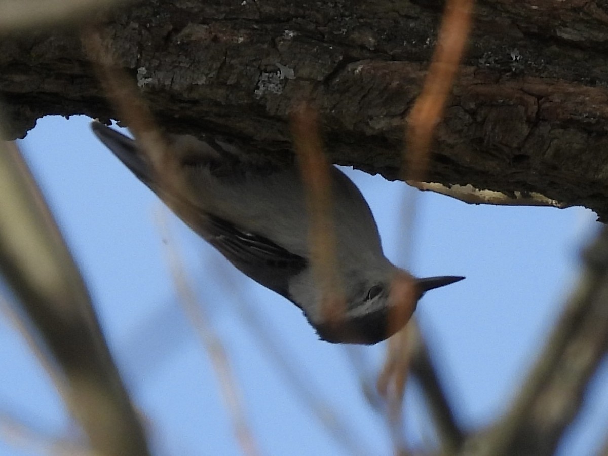 Weißbrustkleiber - ML647366924