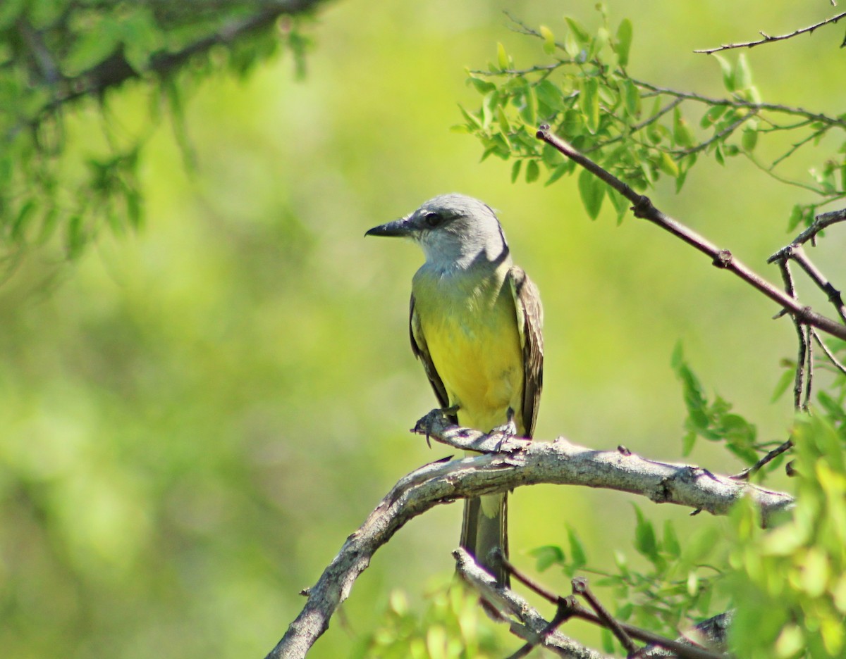 Tropical Kingbird - ML647366925