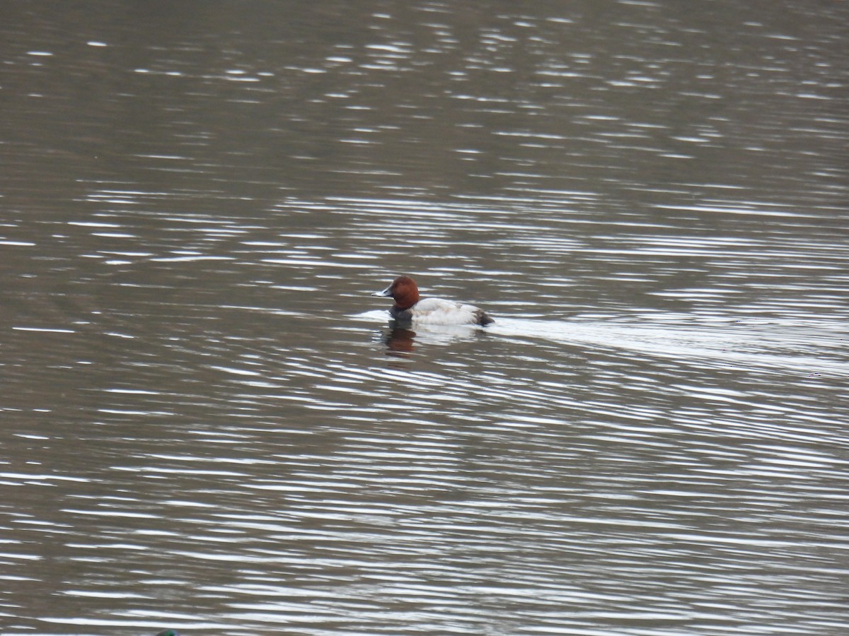 Common Pochard - ML647366926