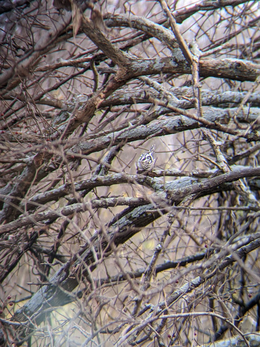 סבכון עקוד - ML647366930