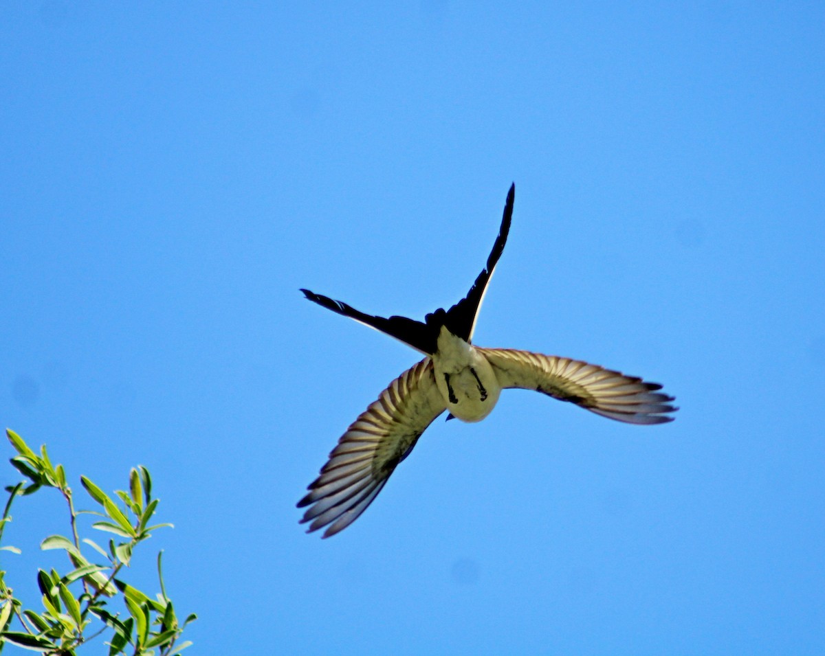 Fork-tailed Flycatcher - ML647366933