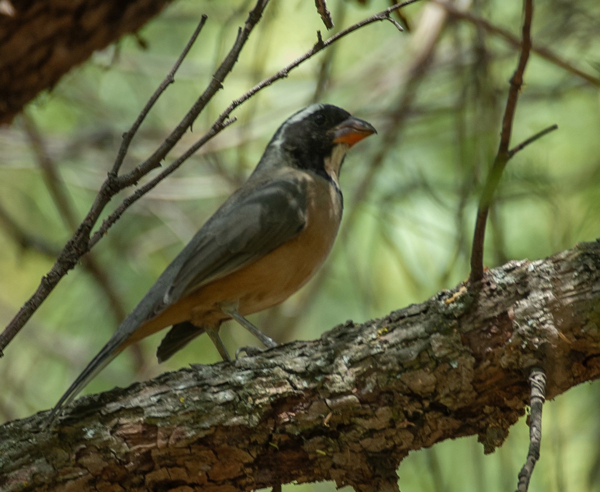 Golden-billed Saltator - ML647366934