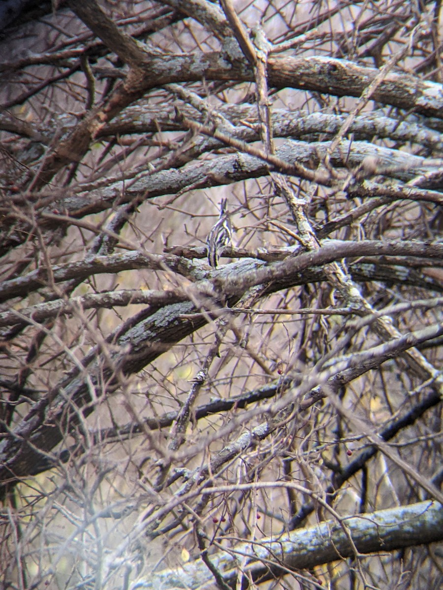 סבכון עקוד - ML647366937