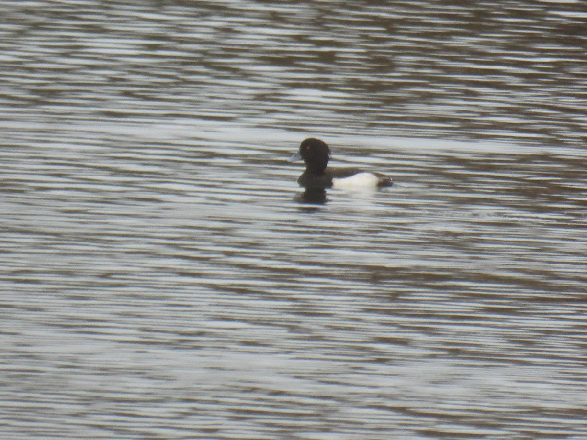 Tufted Duck - ML647366940