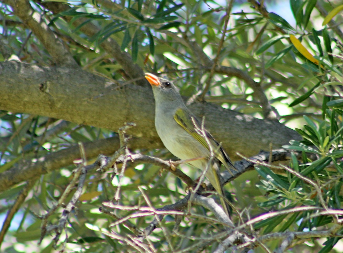 Great Pampa-Finch - ML647366951