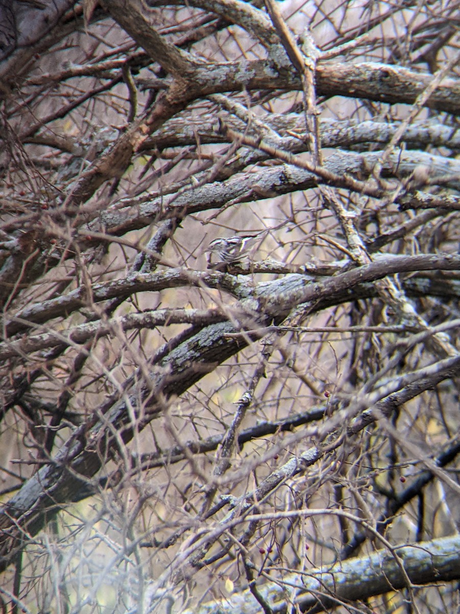 סבכון עקוד - ML647366973