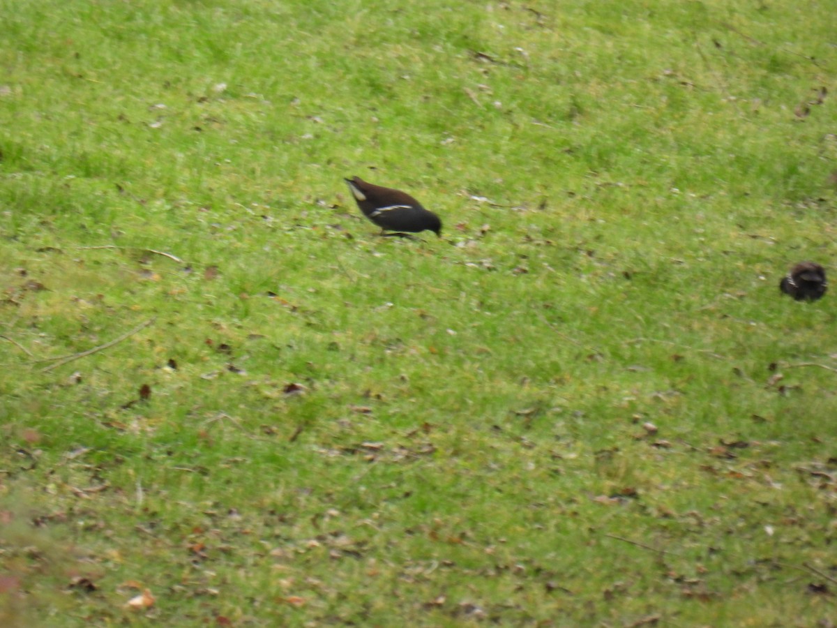 Eurasian Moorhen - ML647366981