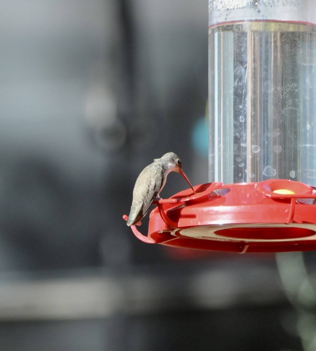 Violet-crowned Hummingbird - ML647366984