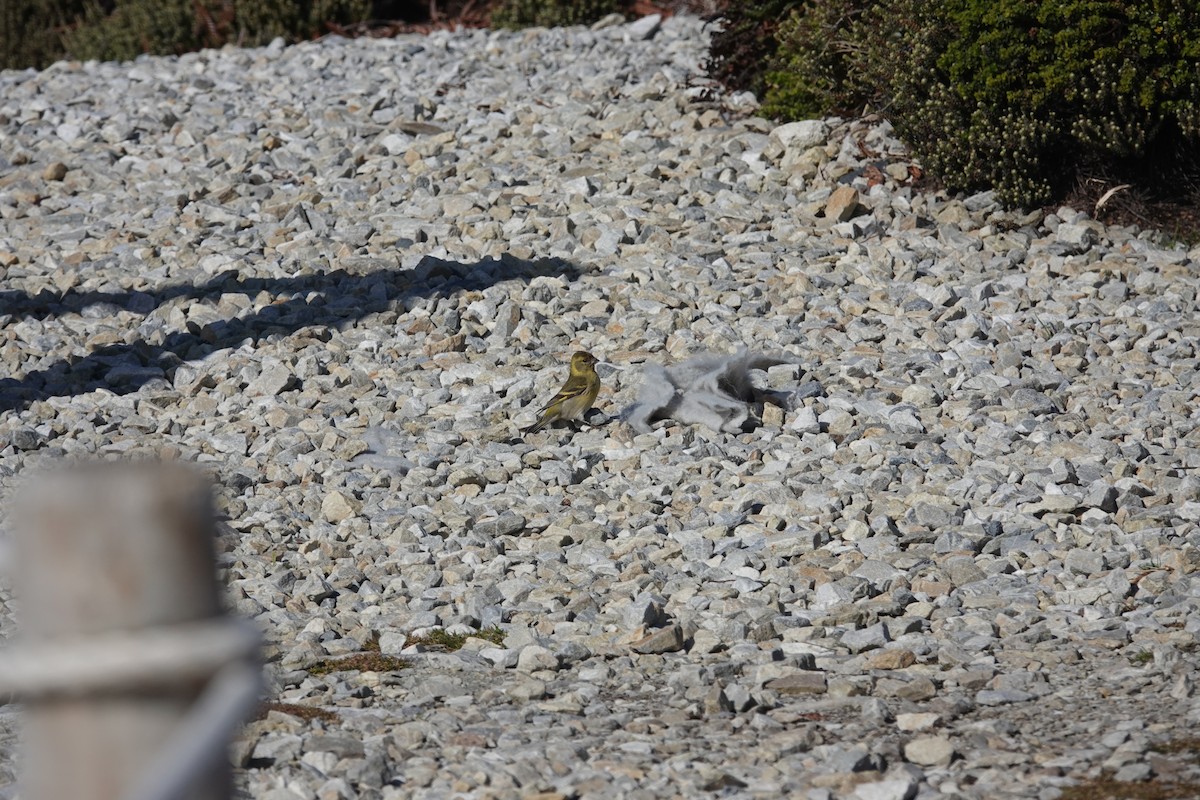 Black-chinned Siskin - ML647366992