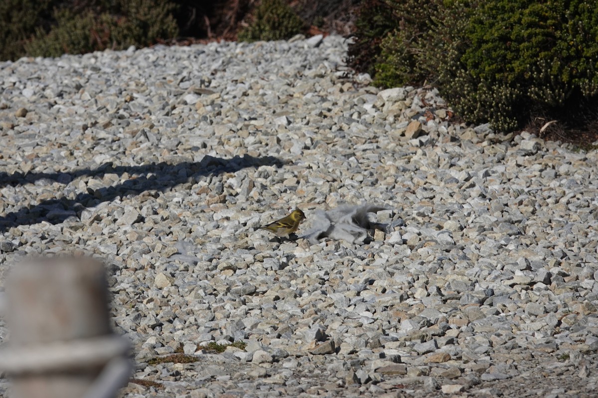 Black-chinned Siskin - ML647366993