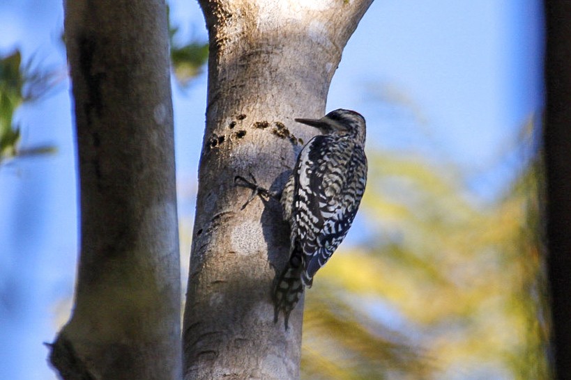 Yellow-bellied Sapsucker - ML647366994