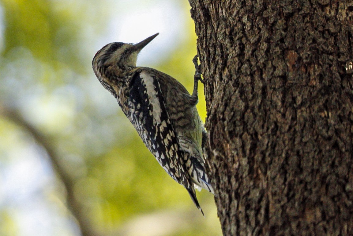 Yellow-bellied Sapsucker - ML647366995