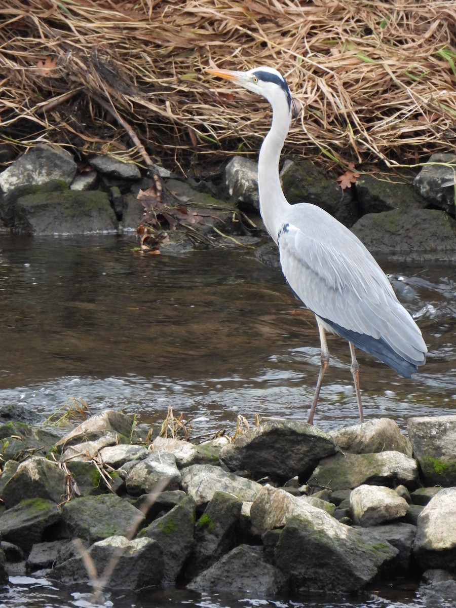 Gray Heron - ML647367005