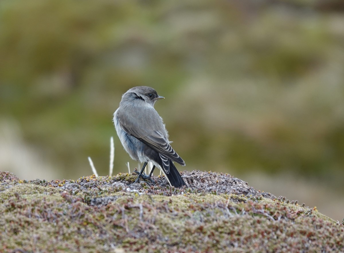 Dormilona Carinegra - ML647367006