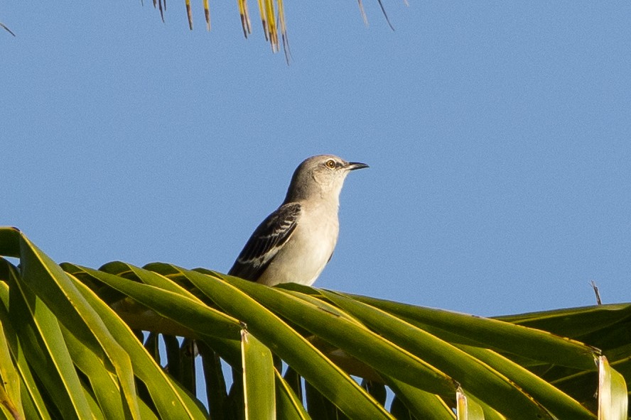 Northern Mockingbird - ML647367009