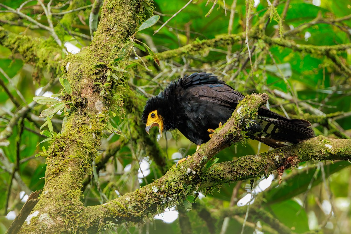 Siyah Karakara - ML647367012