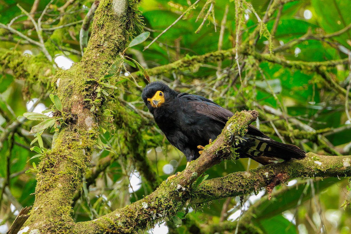 Siyah Karakara - ML647367013